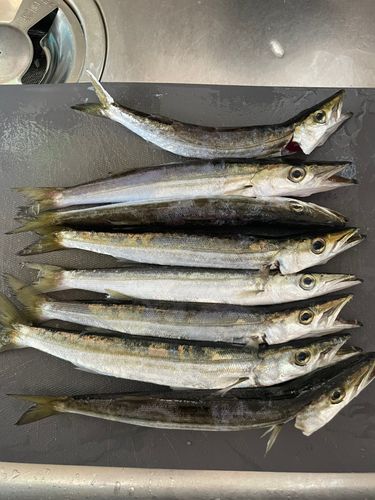 カマスの釣果