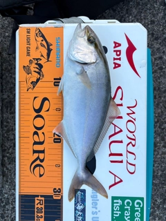ショゴの釣果