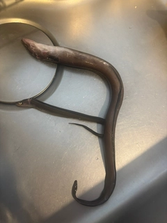アナゴの釣果