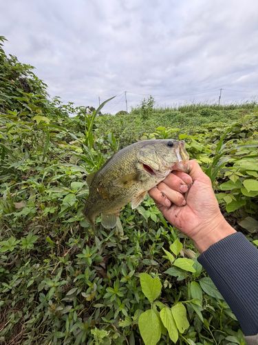 ライギョの釣果
