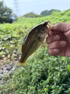 ライギョの釣果