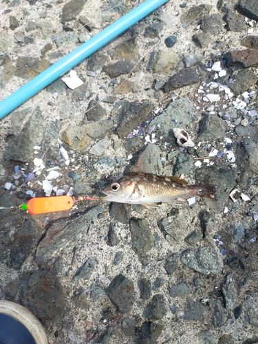 ガヤの釣果
