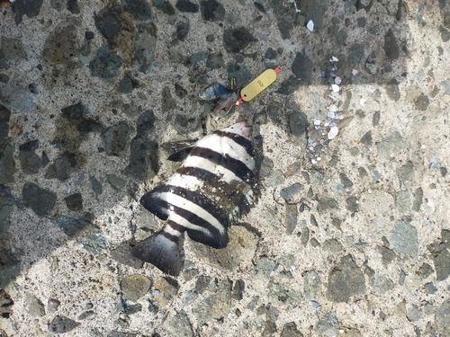 サンバソウの釣果