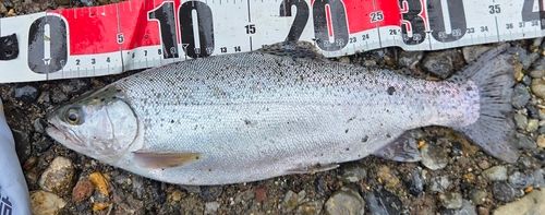 ニジマスの釣果