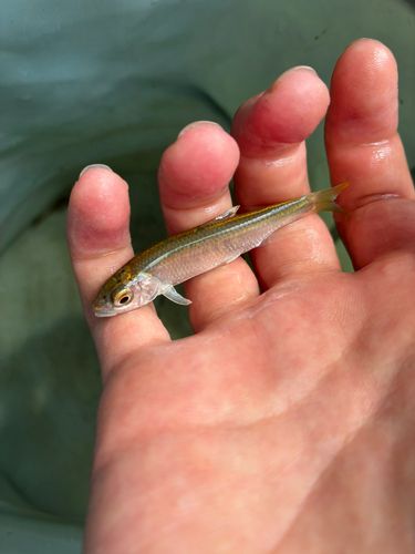 オイカワの釣果