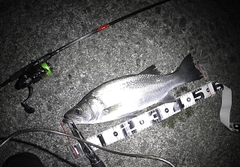 フッコ（ヒラスズキ）の釣果