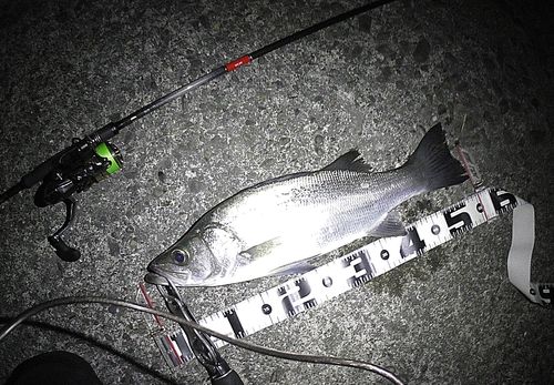 フッコ（ヒラスズキ）の釣果