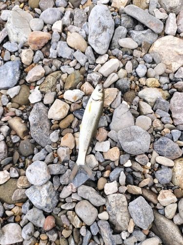 ウグイの釣果