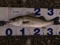 シーバスの釣果
