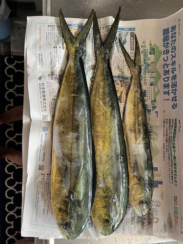 シイラの釣果