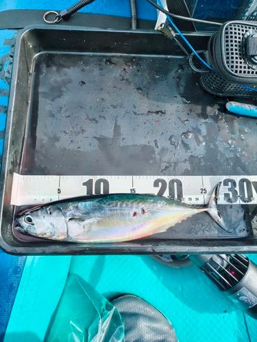 ソウダガツオの釣果