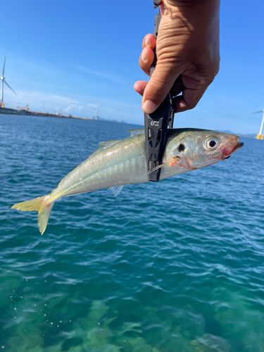 マルアジの釣果