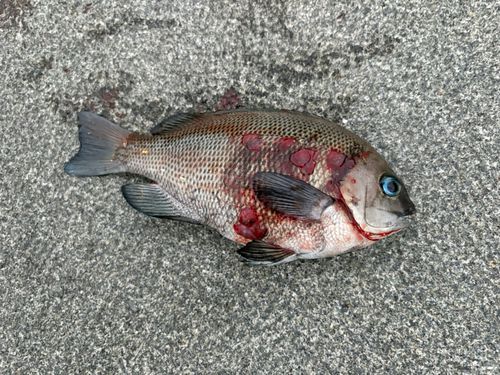 メジナの釣果