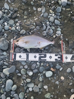 ショゴの釣果