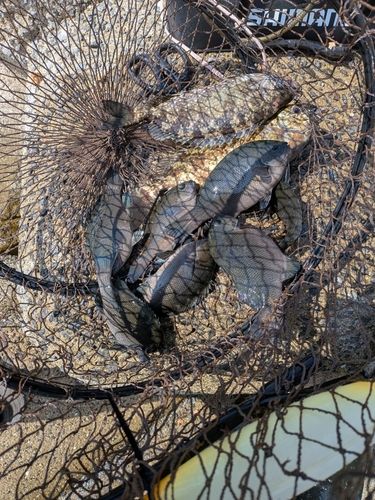 バリの釣果