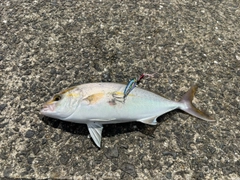 ネリゴの釣果