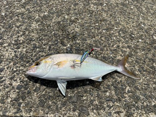ネリゴの釣果