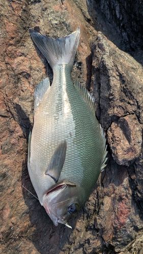 グレの釣果