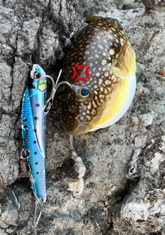 フグの釣果