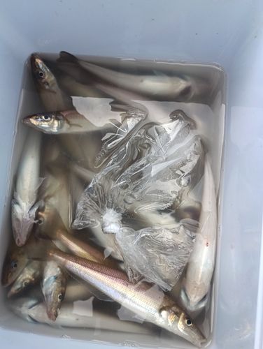 シロギスの釣果