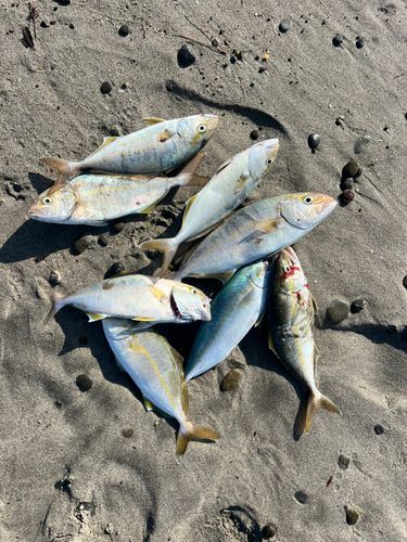 ショゴの釣果