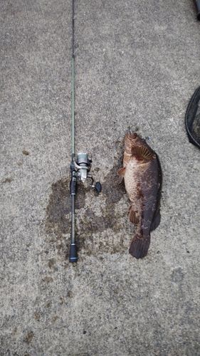 ベッコウゾイの釣果