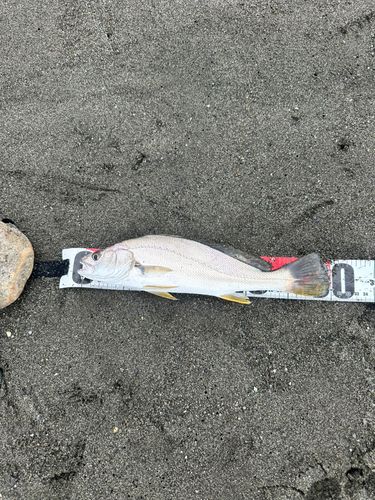 ニベの釣果