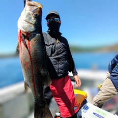 ヒラスズキの釣果