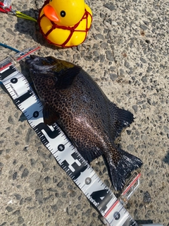 イシガキダイの釣果