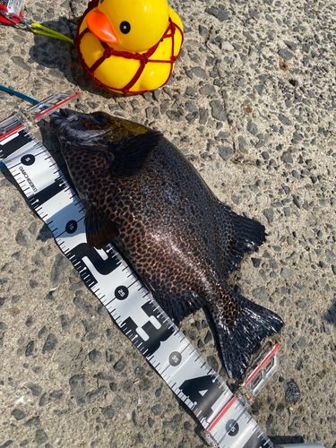 イシガキダイの釣果