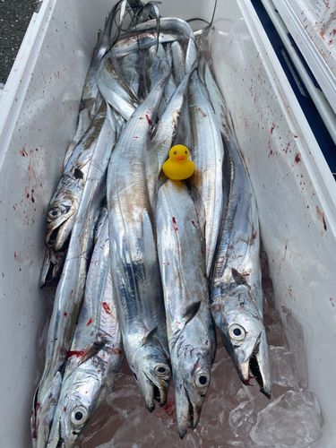 タチウオの釣果
