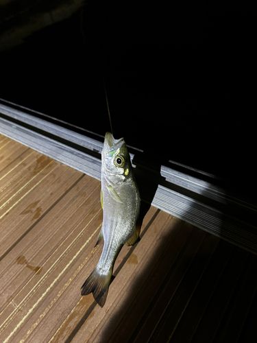 セイゴ（マルスズキ）の釣果