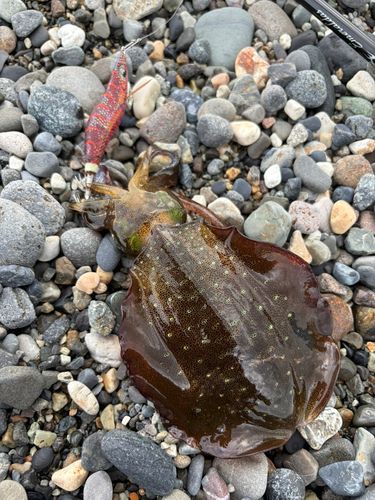 アオリイカの釣果