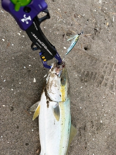 イナダの釣果