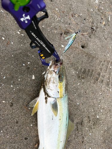 イナダの釣果