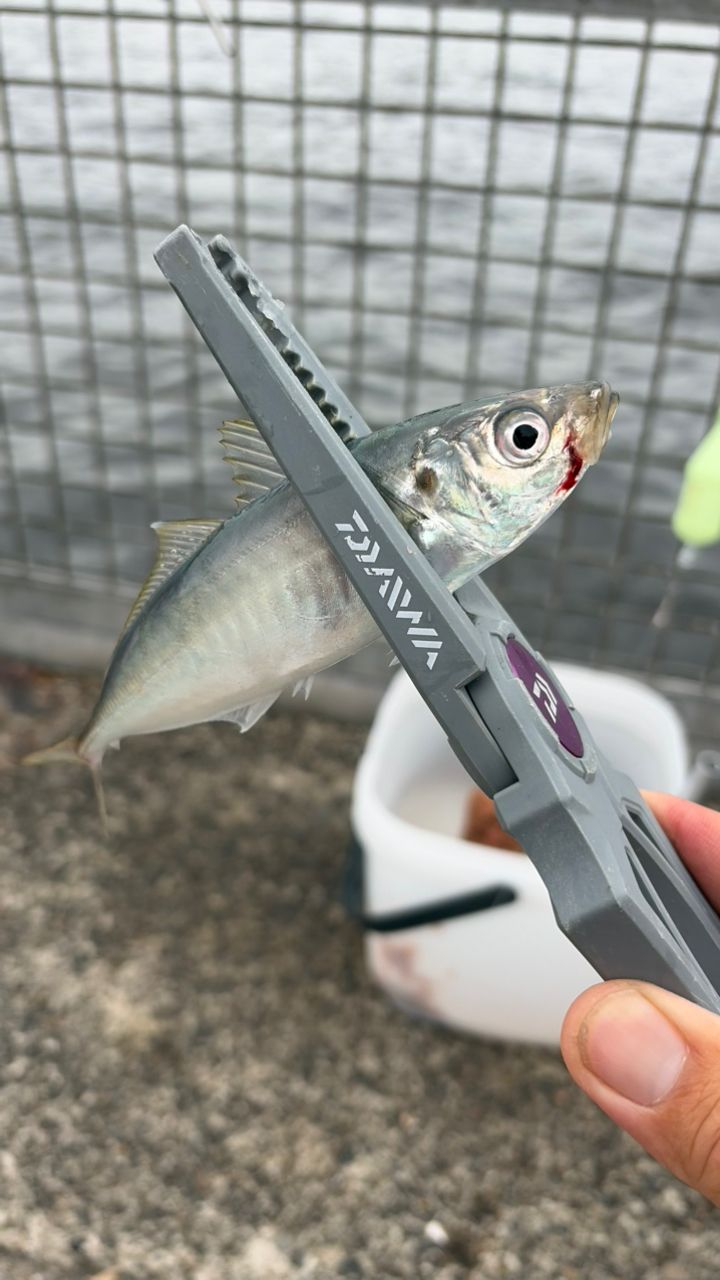 DAIWA 14リーガル 3号-45遠投の最安値・インプレ・釣果 | 本音の口コミ