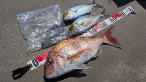 マダイの釣果