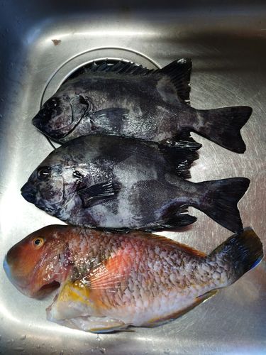 イシダイの釣果