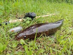 ライギョの釣果