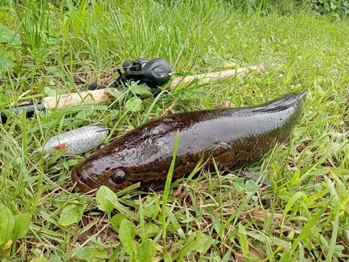ライギョの釣果