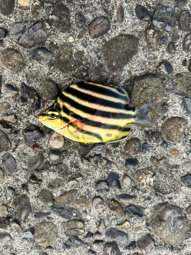 釣果