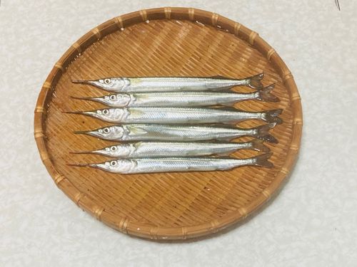 サヨリの釣果