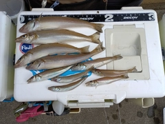 シロギスの釣果