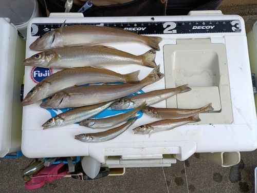 シロギスの釣果
