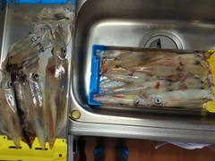 ケンサキイカの釣果