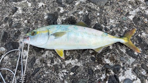 ワカシの釣果