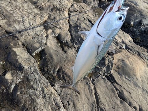 ソウダガツオの釣果