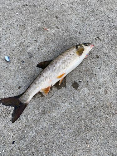 ウグイの釣果