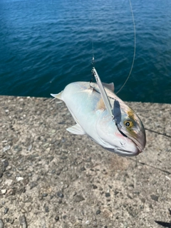 ネイリの釣果