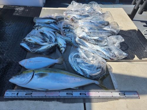 ブリの釣果